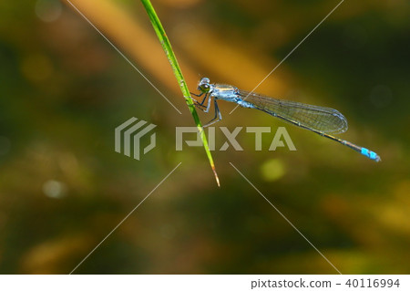 Kuroitombo (male) 40116994