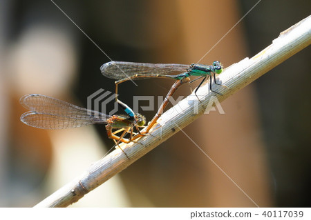 Ao montitonbo (copulation) Ao montitonbo (copulation) 40117039