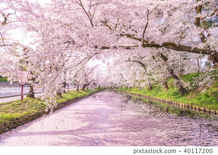 Sakura Ukihori flower raft in Hirosaki Park 40117200