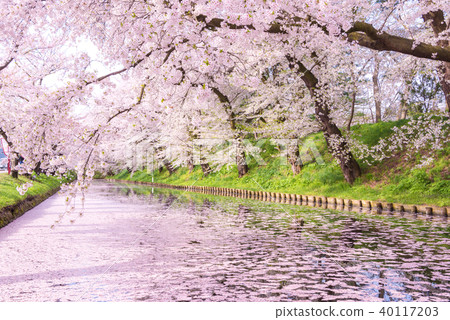 Sakura Ukihori花筏在弘前公園 照片素材 圖片 圖庫
