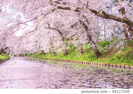 Sakura Ukihori花筏在弘前公園 照片素材 圖片 圖庫