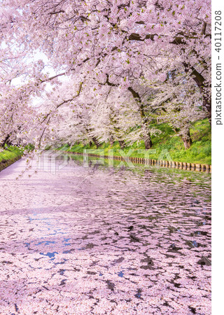 Sakura Ukihori花筏在弘前公園 40117208