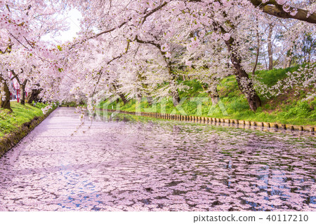 Sakura Ukihori花筏在弘前公園-照片素材（圖片） [40117210] - PIXTA圖庫