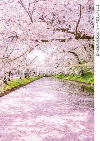 Sakura Ukihori花筏在弘前公園 40117211