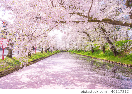 Sakura Ukihori flower raft in Hirosaki Park Sakura Ukihori flower raft in Hirosaki Park 40117212
