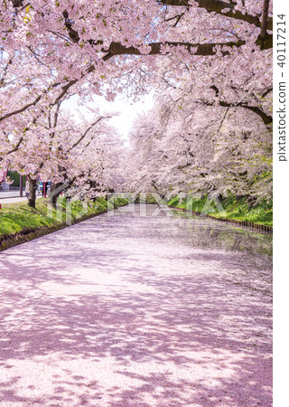 Sakura Ukihori flower raft in Hirosaki Park 40117214