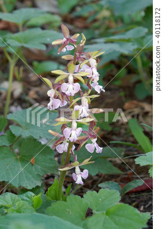 Ebine Orchid 40118172