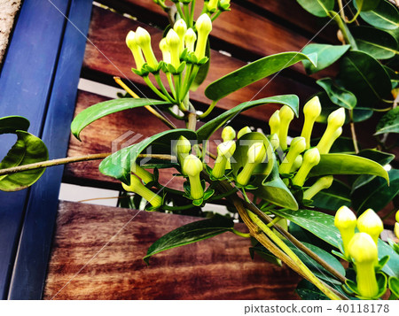 Spring flowers in Israel. Close up shot. 40118178