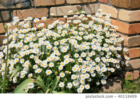 North pole flowers North pole flowers 40118409