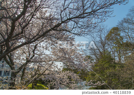Spring of Matsue Joyama Park 40118839