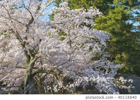Spring of Matsue Joyama Park 40118840