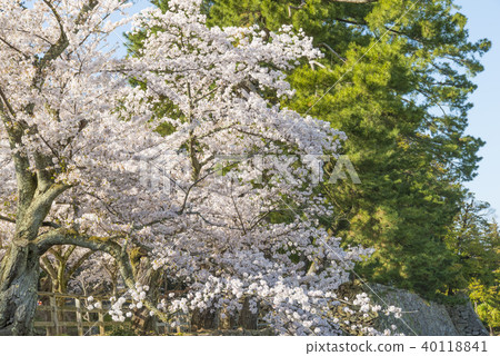 Spring of Matsue Joyama Park 40118841