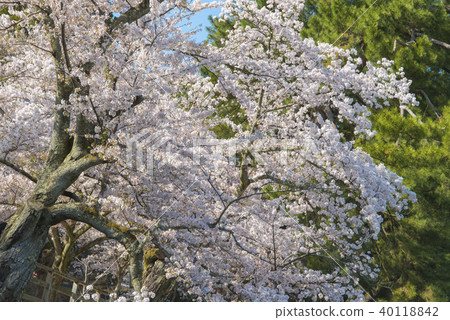 Spring of Matsue Joyama Park 40118842