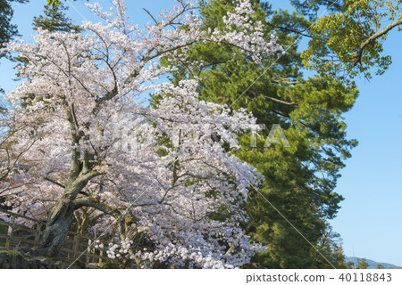 Spring of Matsue Joyama Park 40118843
