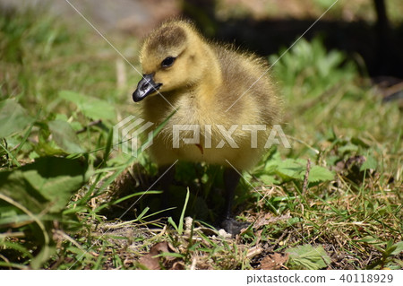 Canada cancer chicks (non-consolidated) 40118929