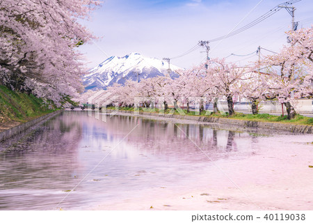弘前公園的櫻花Iwakiyama 40119038