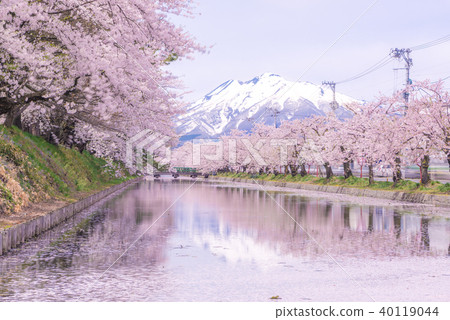 弘前公園的櫻花Iwakiyama 弘前公園的櫻花Iwakiyama 40119044