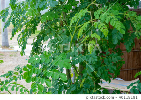 Miracle tree, Moringa Miracle tree, Moringa 40119181
