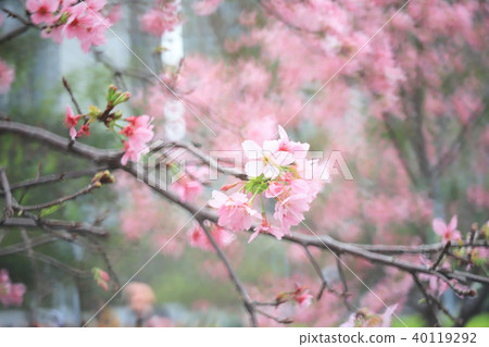 a cherry flower close up at spring time at hk 40119292