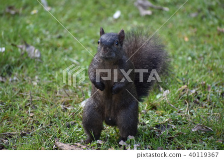 黑松鼠（站立姿勢） 40119367