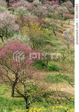 靜岡縣濱松市濱松花卉公園的梅花園 靜岡縣濱松市濱松花卉公園的梅花園 40119463