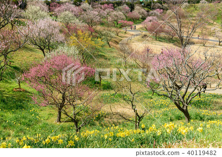 靜岡縣濱松市濱松花卉公園的梅花園 靜岡縣濱松市濱松花卉公園的梅花園 40119482