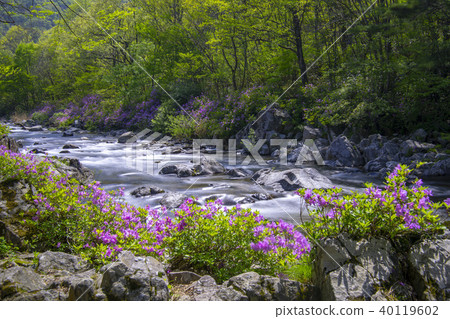 Mountain, valley, Jiri, Namwon, Jeonbuk 40119602
