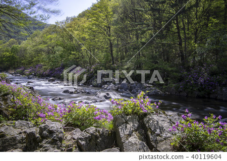 Mountain, valley, Jiri, Namwon, Jeonbuk 40119604