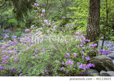 Mountain, valley, Jiri, Namwon, Jeonbuk 40119605