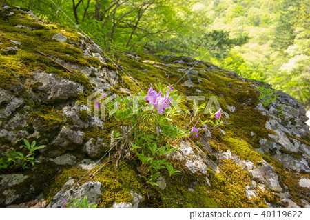 Ridgeberry,硃砂,Jiri山,Namwon市,全北省 Ridgeberry,硃砂,Jiri山,Namwon市,全北省 40119622