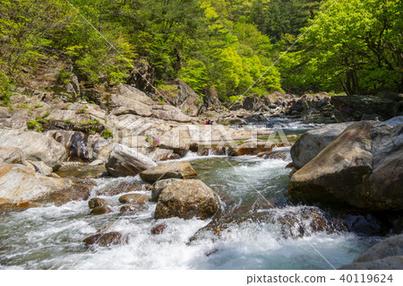 Ridgeberry,硃砂,Jiri山,Namwon市,全北省 Ridgeberry,硃砂,Jiri山,Namwon市,全北省 40119624