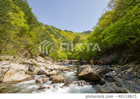 Ridgeberry,硃砂,Jiri山,Namwon市,全北省 Ridgeberry,硃砂,Jiri山,Namwon市,全北省 40119625