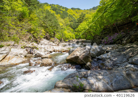Ridgeberry,硃砂,Jiri山,Namwon市,全北省 Ridgeberry,硃砂,Jiri山,Namwon市,全北省 40119626