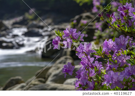 Ridgeberry,硃砂,Jiri山,Namwon市,全北省 Ridgeberry,硃砂,Jiri山,Namwon市,全北省 40119627