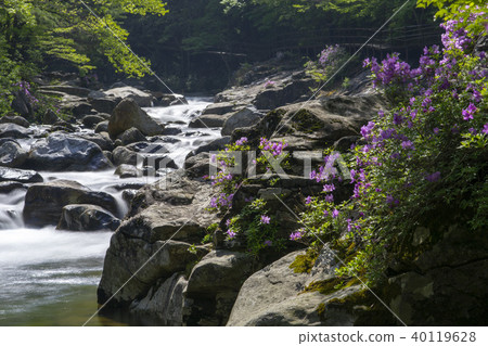 Ridgeberry,硃砂,Jiri山,Namwon市,全北省 Ridgeberry,硃砂,Jiri山,Namwon市,全北省 40119628