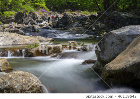 Ridgeberry,硃砂,Jiri山,Namwon市,全北省 Ridgeberry,硃砂,Jiri山,Namwon市,全北省 40119642