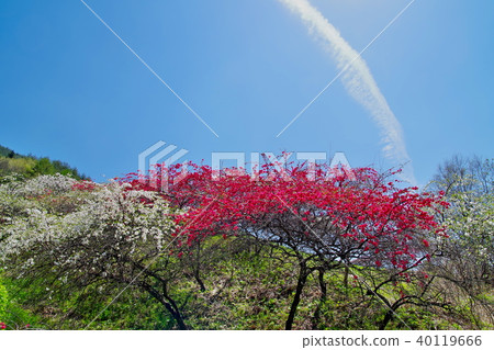 Hanamomo flowers Hanamomo flowers 40119666