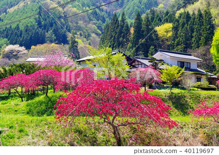 Hanamomo flowers Hanamomo flowers 40119697