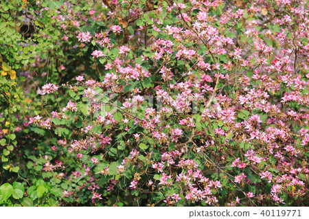 a Bauhinia flower in Hong Kong at spring time 40119771