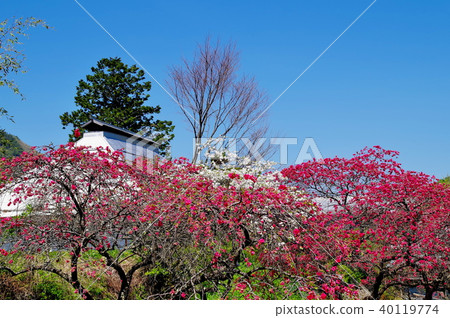 Hanamomo花 40119774