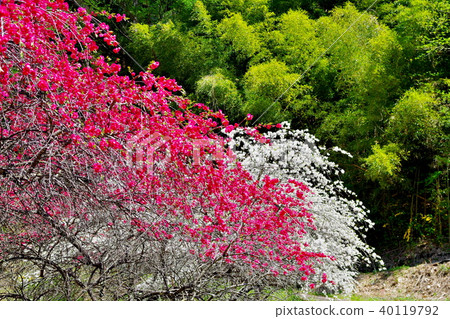 Hanamomo花 40119792