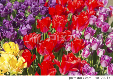 種植鬱金香 40120213