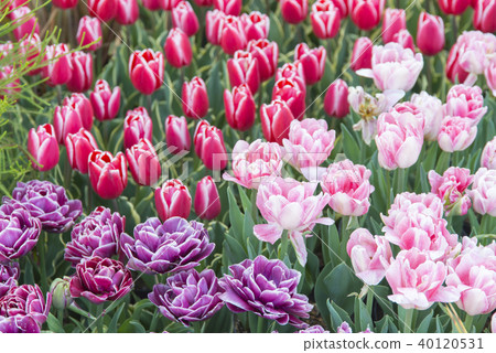 種植鬱金香 40120531