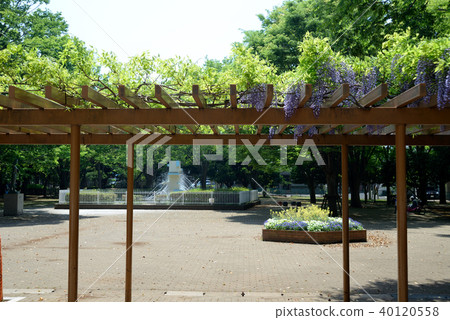 開花的紫藤，船橋市Yakuendai公園，噴泉廣場 40120558