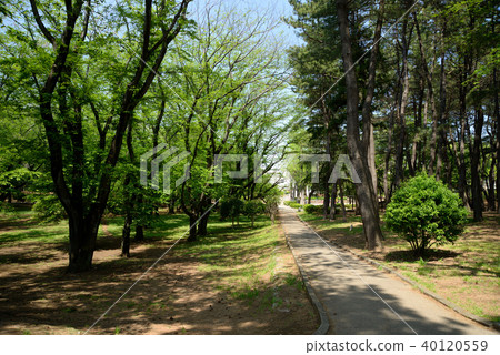 新鮮的綠色,船橋北野野附近公園,長廊 新鮮的綠色,船橋北野野附近公園,長廊 40120559
