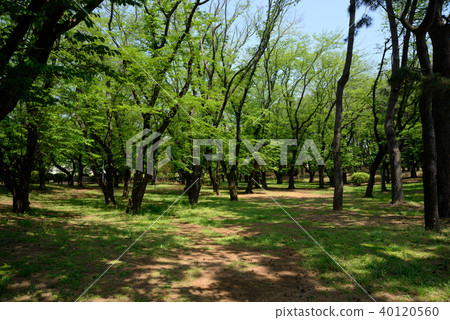 新鮮的綠色，船橋北野野村附近公園 40120560