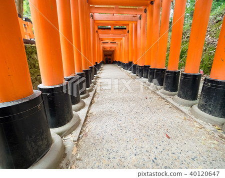Torii tunnel Torii tunnel 40120647