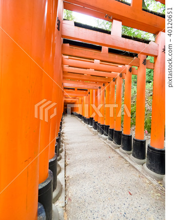 Torii tunnel 40120651