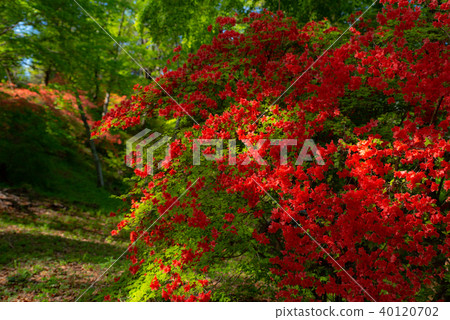 Azalea flower blooms fresh green persimmon Azalea flower blooms fresh green persimmon 40120702