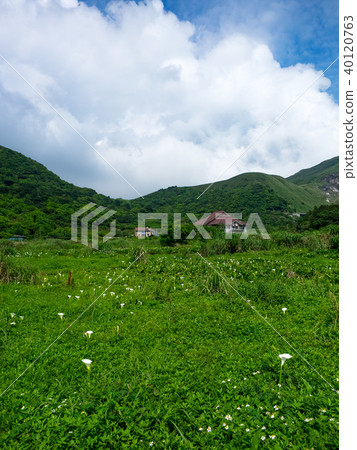 陽明山的海芋田 陽明山的海芋田 40120763